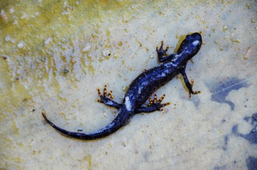 Salamander 2019-05-23